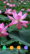 Lotus Wallpaper screenshot 0