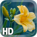 Yellow Flower LWP Icon