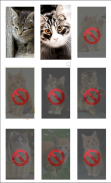 Rompecabezas de Gatos screenshot 0