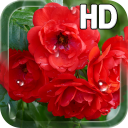 Red Roses Live Wallpaper Icon