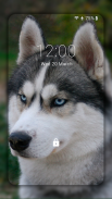 Husky dog Wallpaper HD Themes screenshot 0