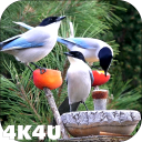 4K Garden Birds Video Live Wallpaper Icon