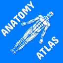 Anatomy Atlas for Students - Lite Version Icon