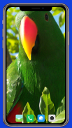 Parrot Wallpaper HD screenshot 9