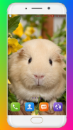 Guinea Pig Wallpaper screenshot 7