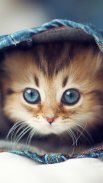 Cute Cats Wallpapers screenshot 0