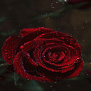 Snowy Rose Live Wallpaper