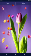 Tulip Spring 4K Wallpapers screenshot 6