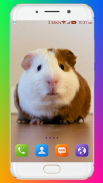 Guinea Pig Wallpaper screenshot 0