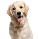 Golden Retrievers Icon