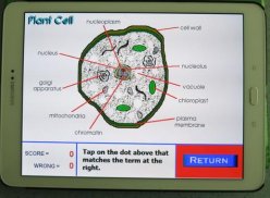 Label that Diagram - Cells screenshot 11