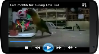 Melatih Lovebird screenshot 2