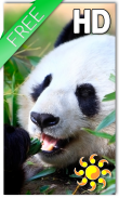 Panda Live Wallpaper screenshot 0