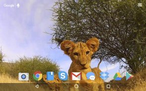 Little Lion Cub Live Wallpaper screenshot 2