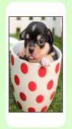 Puppy Wallpapers screenshot 4