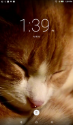 Sleepy Cat Live Wallpaper screenshot 1