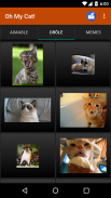 Cat wallpapers and funny pics screenshot 3