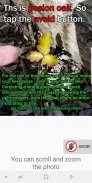 Learn to Recognise Poison Oak screenshot 2