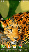 Leopard Live Wallpaper screenshot 4