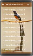 Kicau Burung Murai Batu screenshot 2