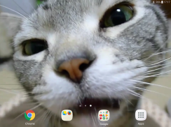 Kitty Licks Screen screenshot 8