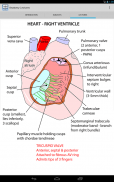 Anatomy Lectures screenshot 6