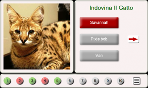 Indovinate il gatto: Puzzle screenshot 8