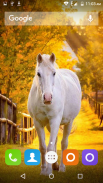 White Horse Hd Wallpapers screenshot 1