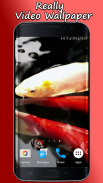 Koi Live Wallpaper PRO screenshot 7