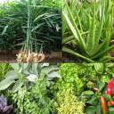 Medicinal plants: herbs