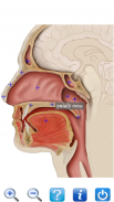 Anatomy New plus ++ screenshot 3