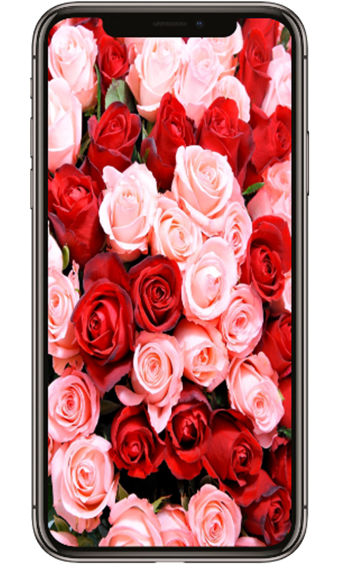 HD rose wallpapers | Peakpx