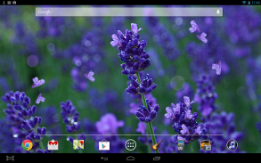 Lavender Flowers LWP screenshot 2