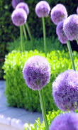 Allium Flowers Beauty screenshot 1