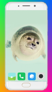 Harb Seal Wallpaper Full HD screenshot 8