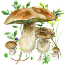 Aplikace na houby Icon