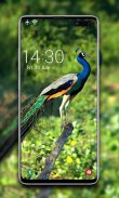 Peacock Wallpapers 🦚 screenshot 6