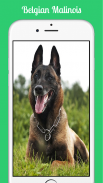 Belgian Malinois screenshot 4