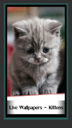 लाइव वॉलपेपर - बिल्ली के बच्चे screenshot 0