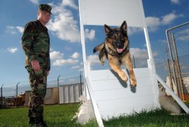 German Shepherd Training screenshot 6