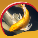 Koi Fisch Hintergrundbilder Icon