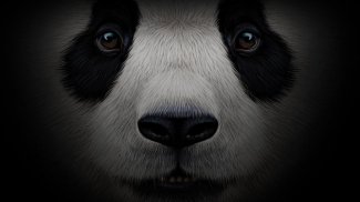 Pandabox P2P screenshot 2
