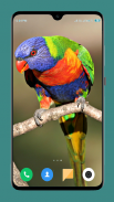 Parrot Wallpapers 4K screenshot 4