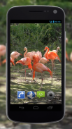 4K Flamingo Video Live Wallpapers screenshot 2