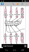 Dental Dictionary by Farlex screenshot 1