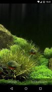 3D Fish Aquarium Wallpaper HD screenshot 5