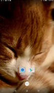 Sleepy Cat Live Wallpaper screenshot 2