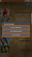 Sounds of parrots screenshot 1