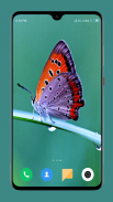 HD Butterfly Wallpaper screenshot 12