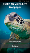 Turtle 4K Video Live Wallpaper screenshot 0